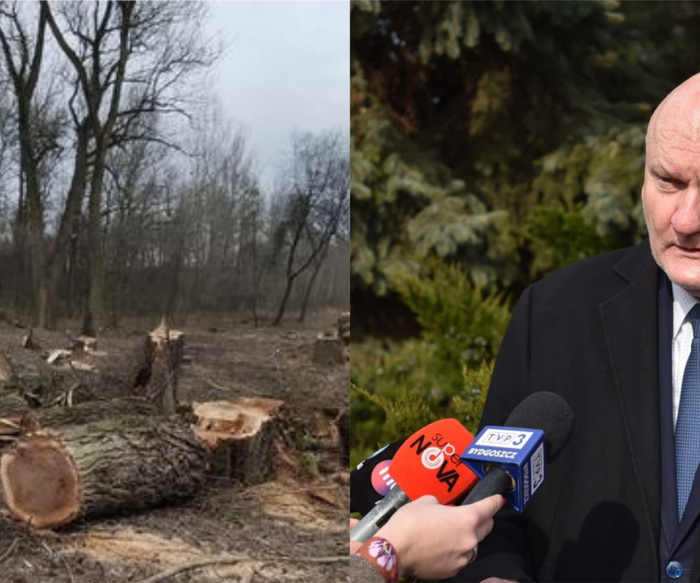 Wycinka drzew na Kępie Bazarowej. Prezydent Torunia popełnił przestępstwo?! Społecznicy zawiadomili prokuraturę