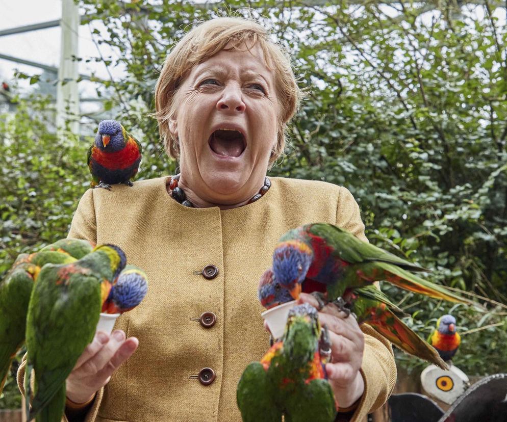 Merkel obsiadły papugi