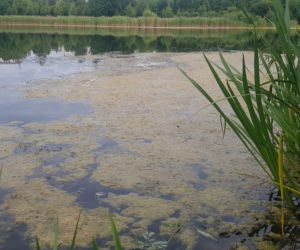 Olsztyn walczy z moczarką. Rusza kolejny etap oczyszczania Jeziora Długiego