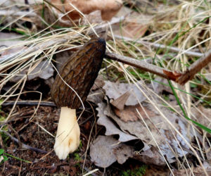 Smardze – leśna arystokracja