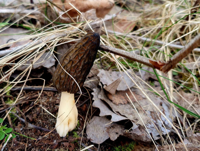 Smardze – leśna arystokracja