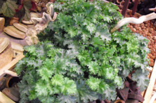 Żurawka 'Apple Crisp' - Heuchera 'Apple Crisp'