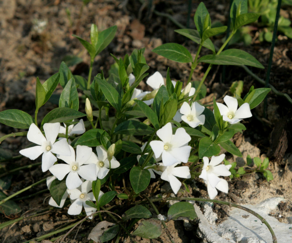 Barwinek pospolity 'Alba' 