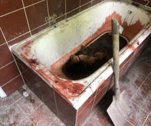 Scena jak z horroru w Sobótce! Martwy kot w wannie i mnóstwo krwi!