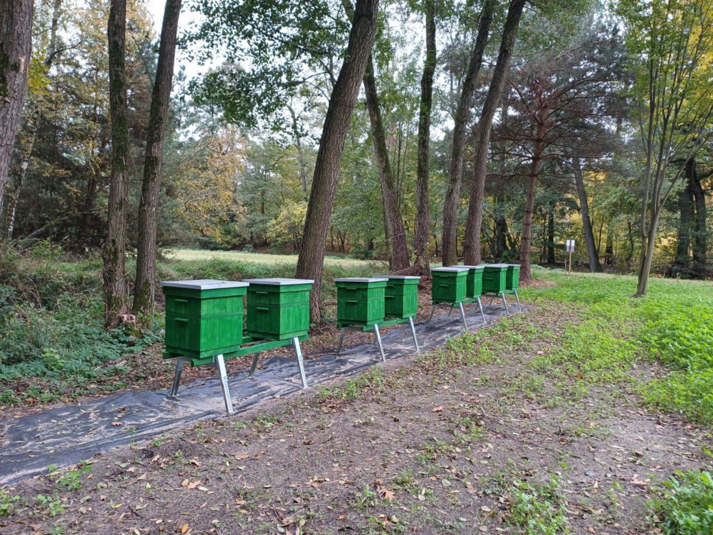 Pasieka Edukacyjna Ostrzeszów