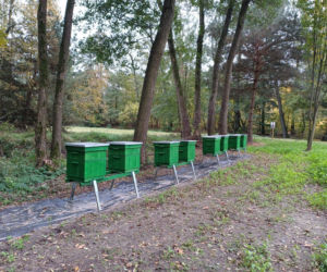 Pasieka Edukacyjna Ostrzeszów