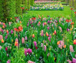 Jak uatrakcyjnić ogród po wiosennych kwiatach cebulowych?