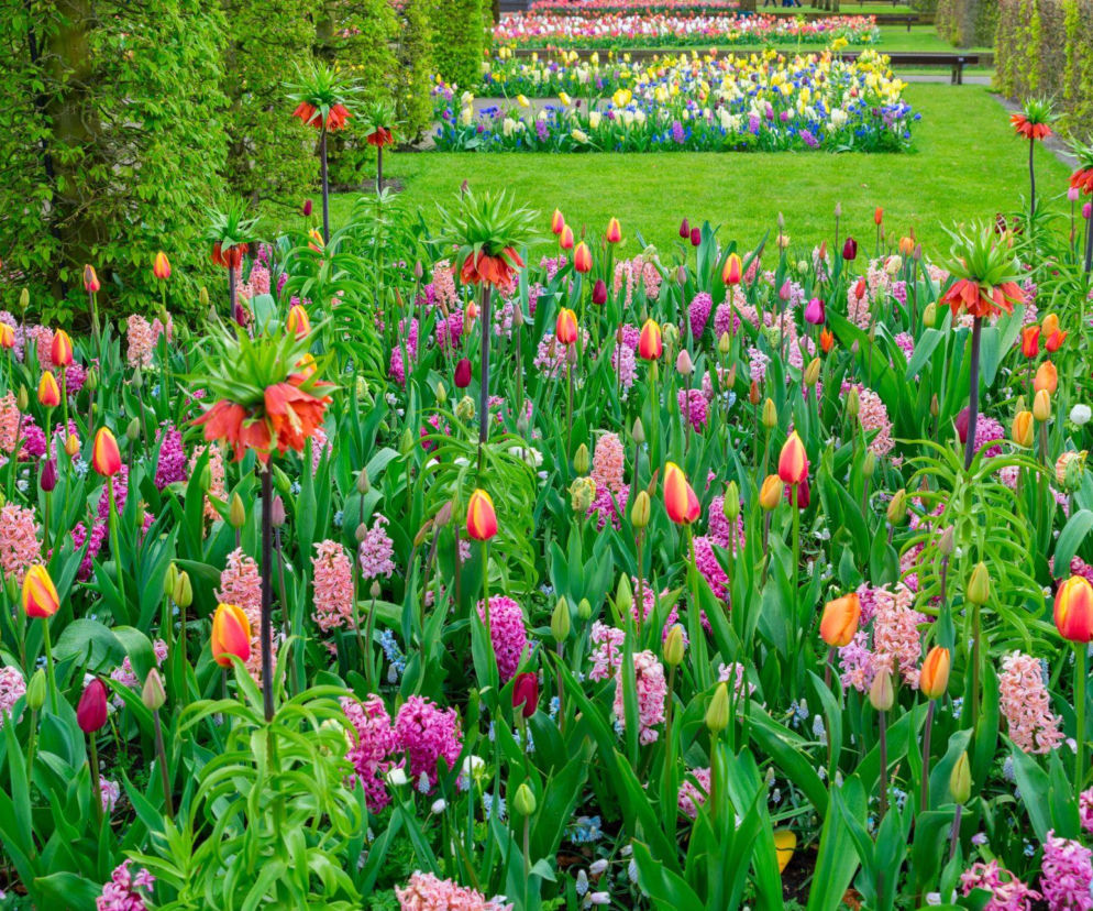 Jak uatrakcyjnić ogród po wiosennych kwiatach cebulowych?
