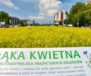 Białystok. Pierwsze łąki już kwitną. W 2020 roku pojawiły się w nowych miejscach