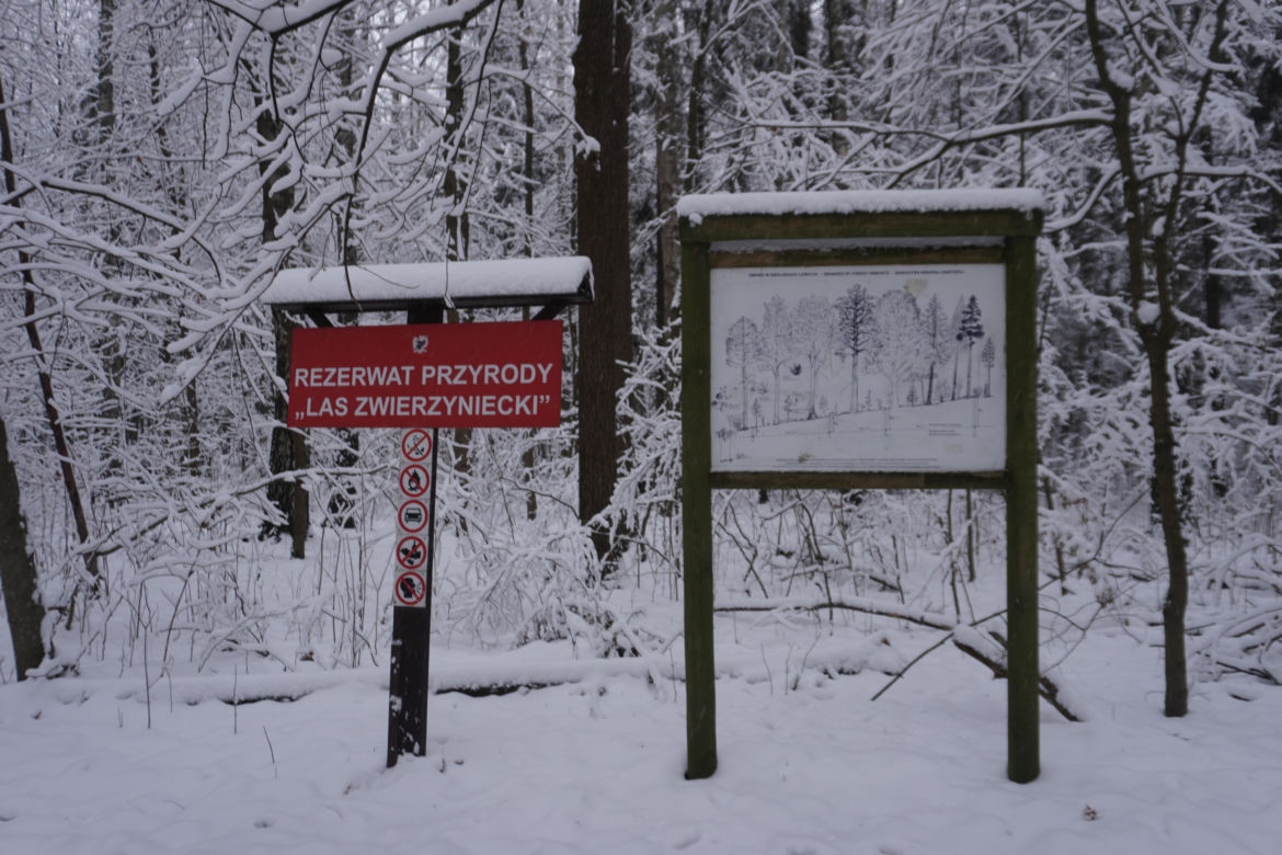 To miejsce zimą przypomina Narnię. Las Zwierzyniecki znajduje się w sercu Białegostoku [ZDJĘCIA]