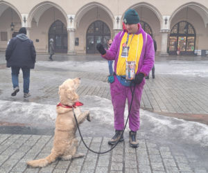 34. finał WOŚP w Krakowie. Golden Retrievery na Rynku Głównym