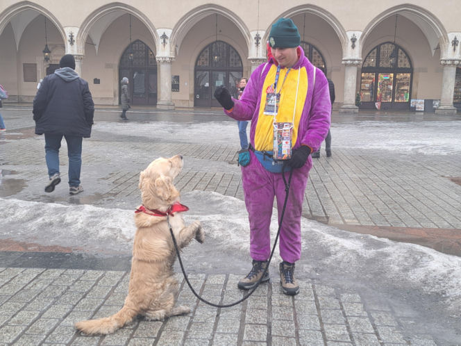 34. finał WOŚP w Krakowie. Golden Retrievery na Rynku Głównym