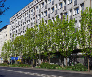 Kwiaty w centrum Szczecina