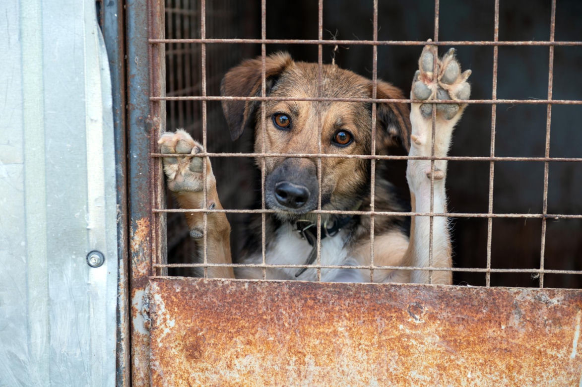 „Maszynka do mielenia mięsa i pałki z krwią”. Kulisy zamknięcia schroniska „Happy Dog”. Co dalej?