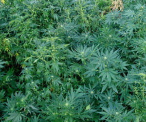 marihuana