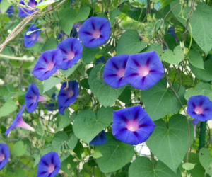 Wilec purpurowy