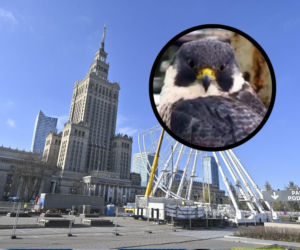 Nie żyje sokolica Giga! Mieszkała w samym sercu stolicy 