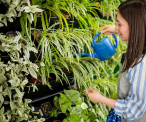 Jak dbać o rośliny w domowym ogrodzie wertykalnym?