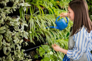 Złote zasady pielęgnacji ogrodu wertykalnego. Dzięki nim będzie zachwycać!