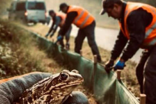 Więźniowie z woj. lubelskiego ratują żaby