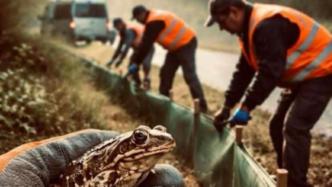 Więźniowie chronią żaby. Wspólna akcja gminy i zakładu karnego