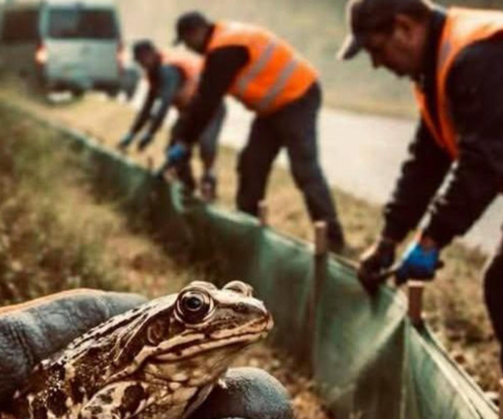 Więźniowie z woj. lubelskiego ratują żaby