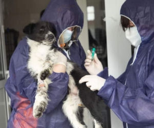 Zwierzęta z Ukrainy otrzymają pomoc w Przemyślu