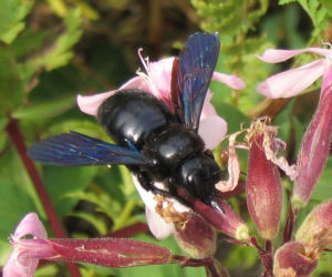 Zadrzechnia fioletowa