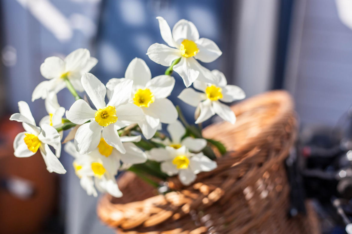 Narcyzy (Narcissus)