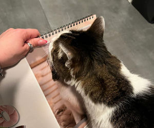 Kot Pandek zapozował do kalendarza KTOZ na 2026 rok