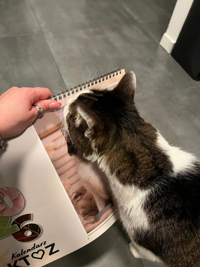 Kot Pandek zapozował do kalendarza KTOZ na 2026 rok