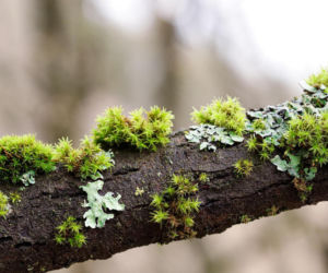 Świąteczne ozdoby prosto z lasu? Leśnicy ostrzegają. To może skończyć się mandatem