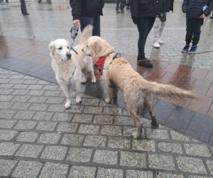 34. finał WOŚP w Krakowie. Golden Retrievery na Rynku Głównym
