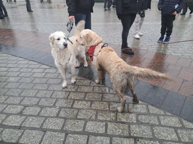 34. finał WOŚP w Krakowie. Golden Retrievery na Rynku Głównym