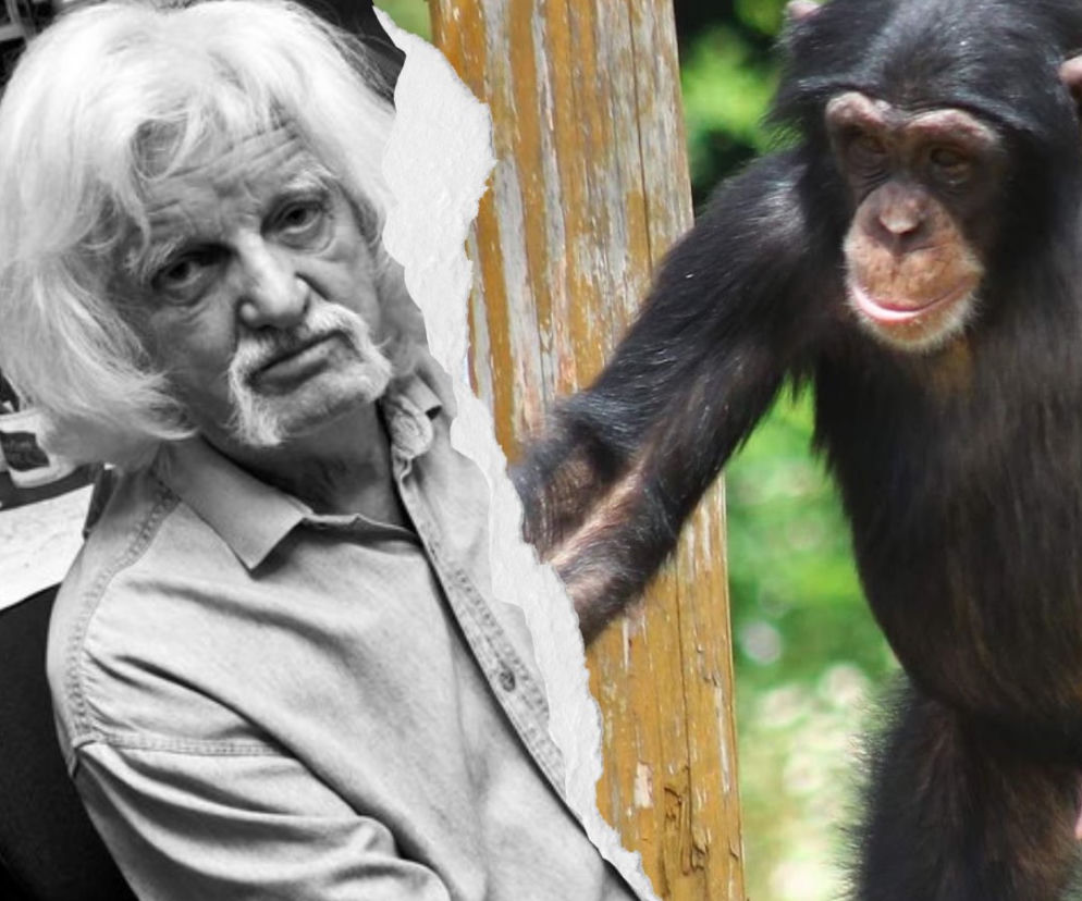 Papcio Chmiel był ojcem chrzestnym szympansa! Warszawskie zoo wspomina zmarłego twórce komiksu 