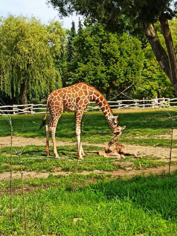 Nowy mieszkaniec Śląskiego ZOO czeka na imię. Jak będzie się nazywać mała żyrafa? Głosowanie już trwa