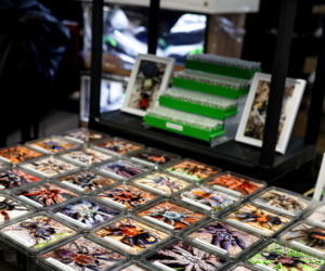 Giełda minerałów w Spodku przyciągnęła tłumy! GeoExpo ekspozycję wspaniałych cudeniek