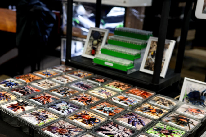 Giełda minerałów w Spodku przyciągnęła tłumy! GeoExpo ekspozycję wspaniałych cudeniek