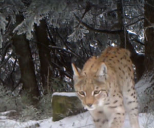 Rysia rodzina bawi się w śniegu. Wideopołuapka nagrała drapieżniki w Beskidach [WIDEO]