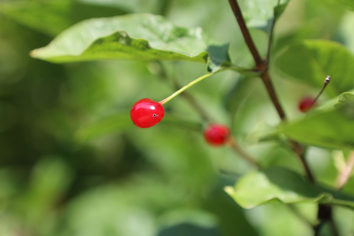 Kwitnący Ogród Botaniczny UMCS w Lublinie