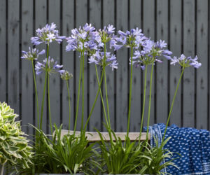 Niebieskie agapanty