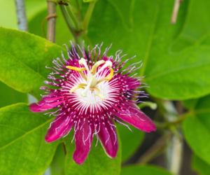 passiflora