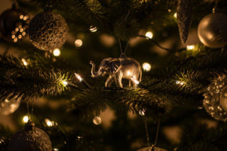 Rodzina Trumpa świętuje Boże Narodzenie. Jaki zaskakujący symbol zdobi ich choinkę?