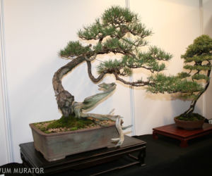bonsai