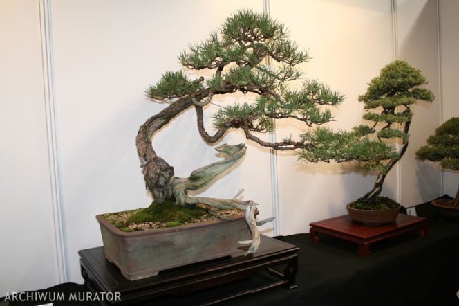 bonsai