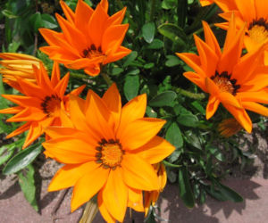 Gazania lśniąca