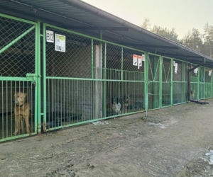 Potrzebowali wsparcia dla czworonogów. Spotkali się z ogromnym odzewem