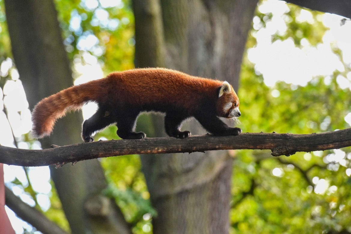 Powitajmy dwóch nowych mieszkańców toruńskiego ogrodu zoobotanicznego!