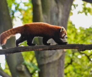 Powitajmy dwóch nowych mieszkańców toruńskiego ogrodu zoobotanicznego!