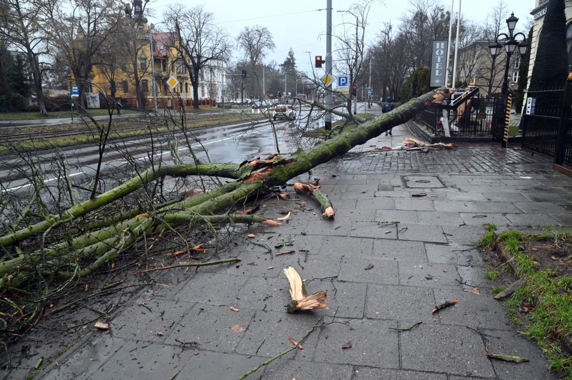 Połamane drzewa w Szczecinie
